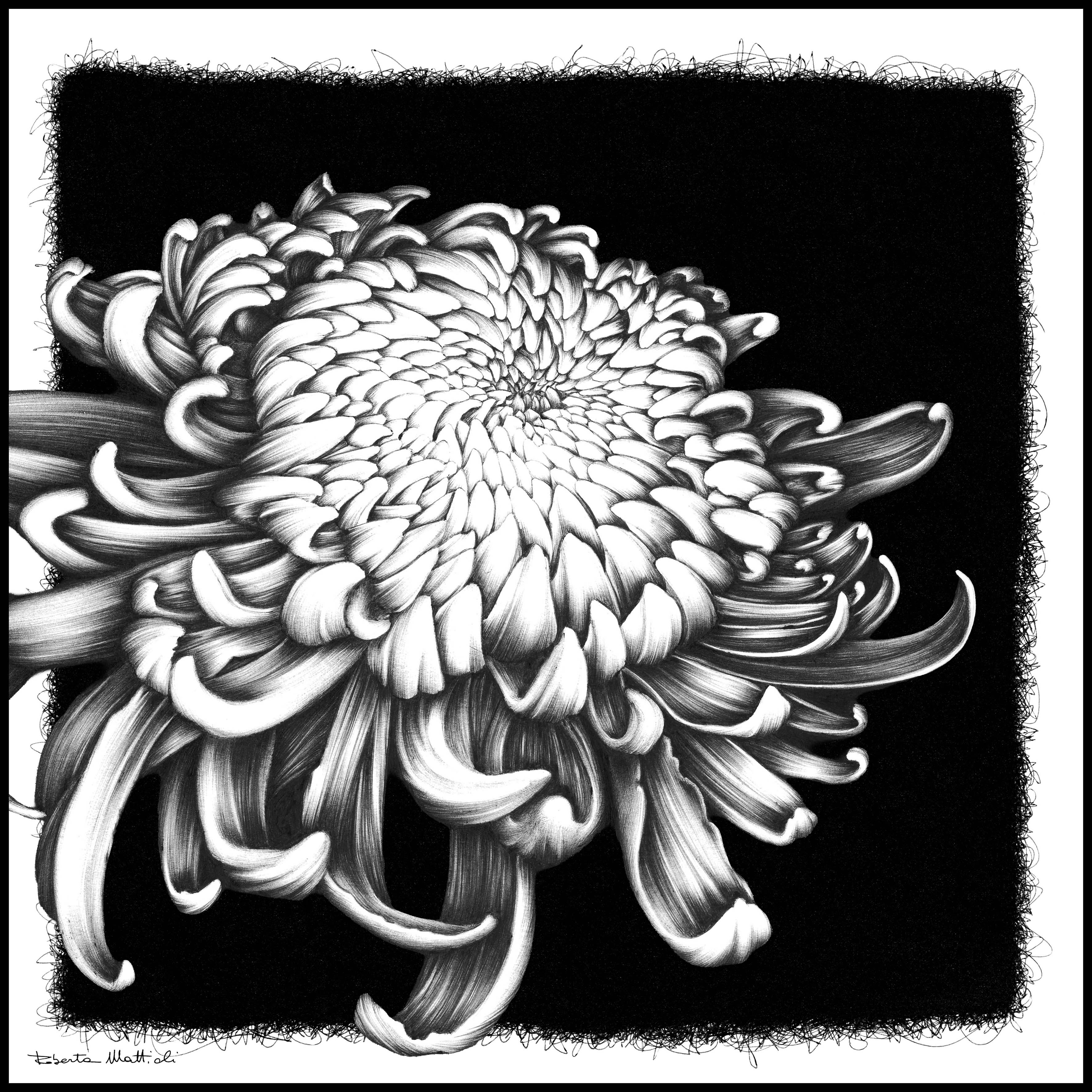 Chrysanthemum - 60x60